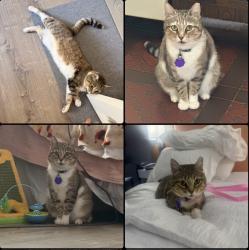 Reunited Female Cat last seen Val Dr and Derby Pl, Stratford, CT 06614