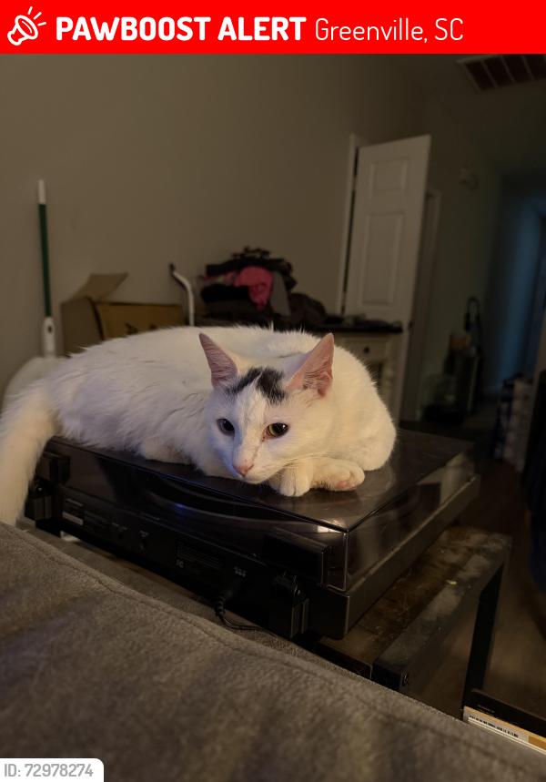 Lost Male Cat last seen Glenlea Subdivision , Greenville, SC 29617