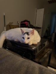 Lost Male Cat last seen Glenlea Subdivision , Greenville, SC 29617