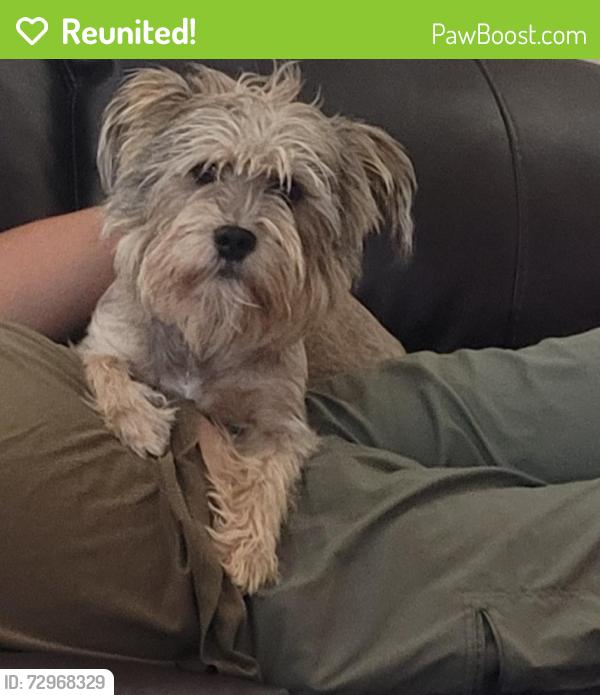Reunited Male Dog last seen Reach Beam &Montana , El Paso, TX 79938
