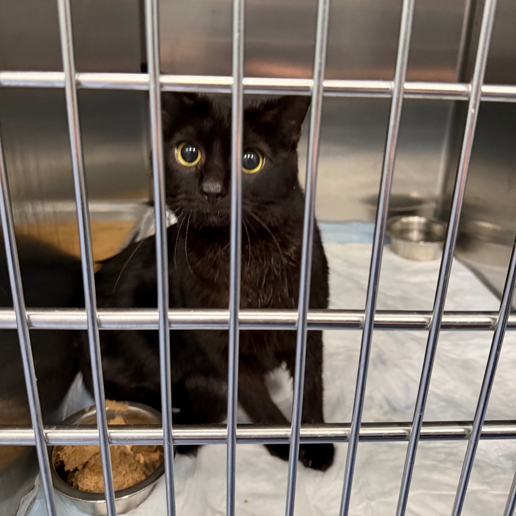 Shelter Stray Female Cat last seen , Greensboro, NC 27409