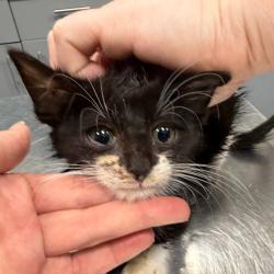 Shelter Stray Female Cat last seen , 4525 W Wendover Ave, Greensboro, NC 27409, USA