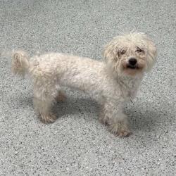 Shelter Stray Female Dog last seen , 5801 Graye Ln, Caldwell, ID 83607, USA