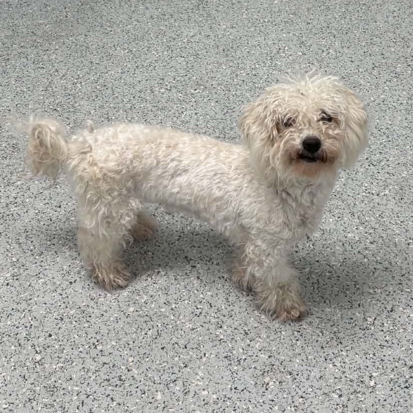 Shelter Stray Female Dog last seen , 5801 Graye Ln, Caldwell, ID 83607, USA