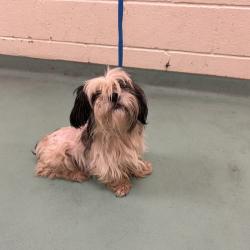 Shelter Stray Male Dog last seen , 2350 Appling City Cove, Memphis, TN 38133, USA