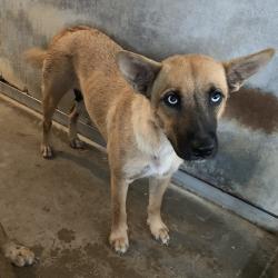 Shelter Stray Female Dog last seen , 2451 N Expressway 281, Edinburg, TX 78541, USA