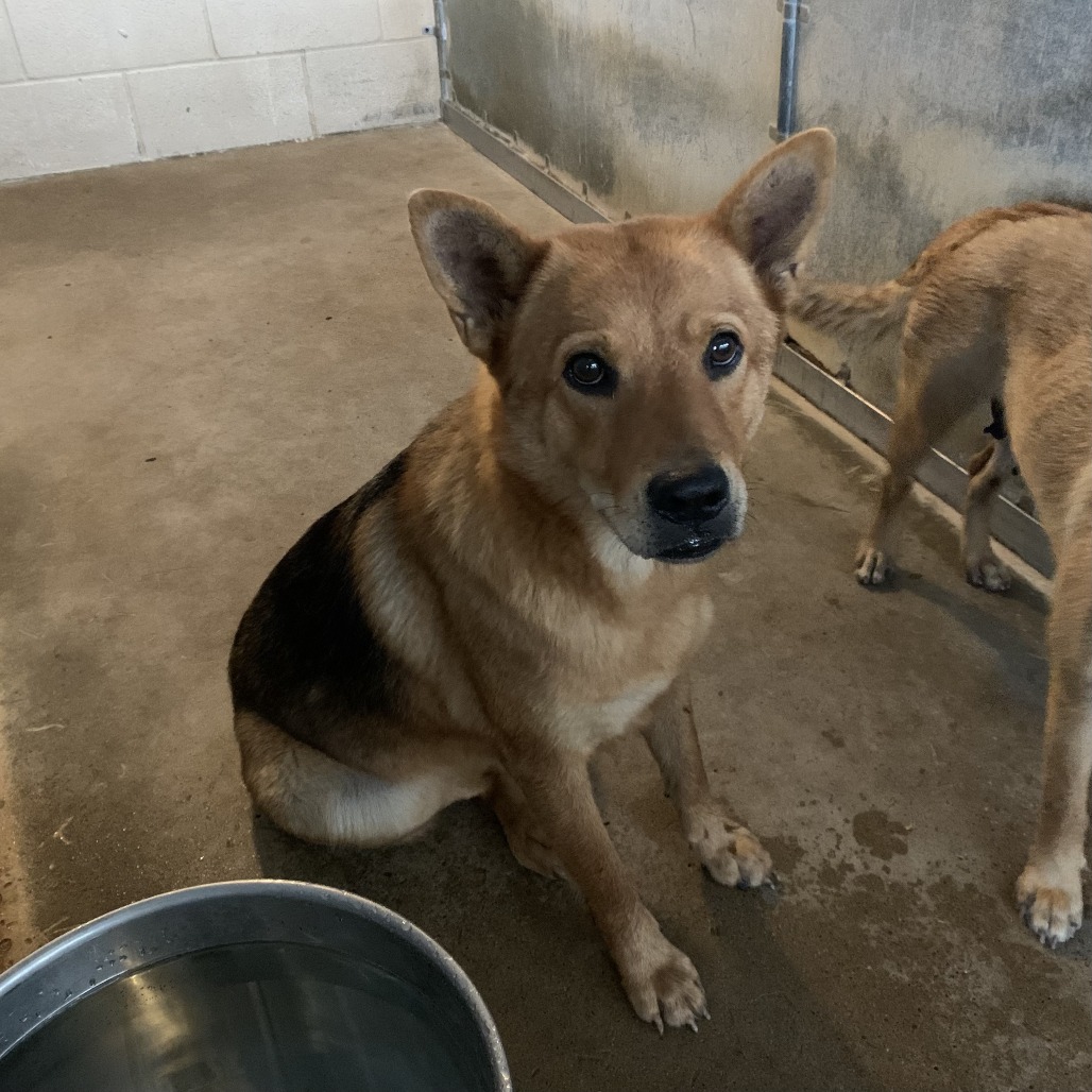 Shelter Stray Female Dog last seen , 2451 N Expressway 281, Edinburg, TX 78541, USA