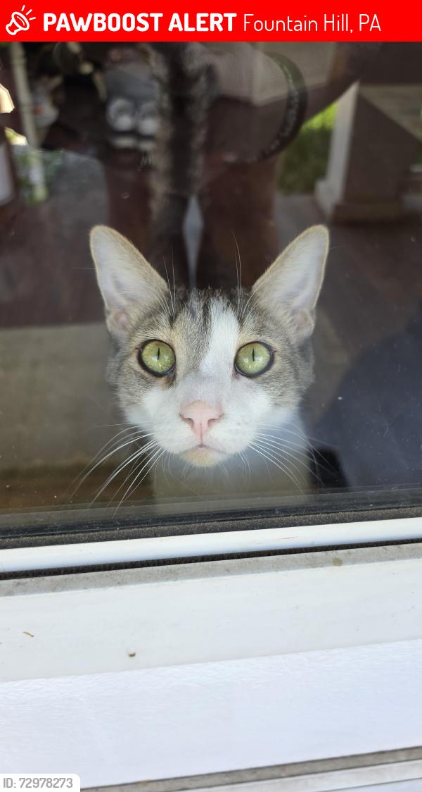 Lost Male Cat last seen Fountain Hill park, Fountain Hill, PA 18015