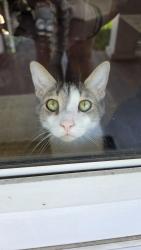 Lost Male Cat last seen Fountain Hill park, Fountain Hill, PA 18015