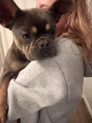 Reunited Male Dog last seen Newhaven, Oxnard, CA 93030
