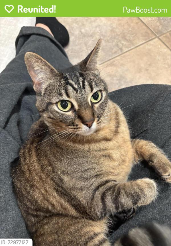 Reunited Female Cat last seen Reed rd, Escondido, CA 92027