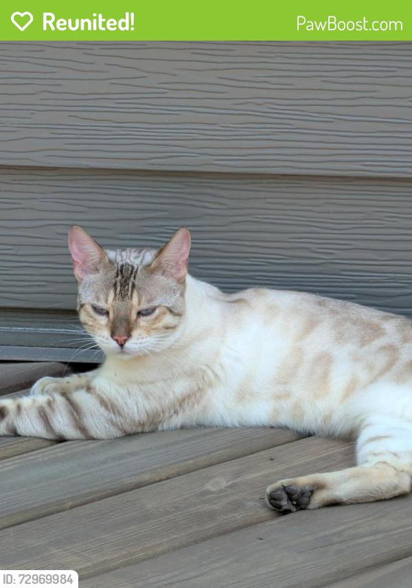 Reunited Unknown Cat last seen Hilltop ct , Champlin, MN 55316