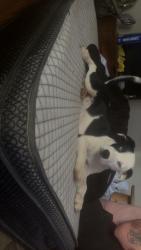 Found/Stray Female Dog last seen Bethel drive, carden hollow, Bristol, TN 37620