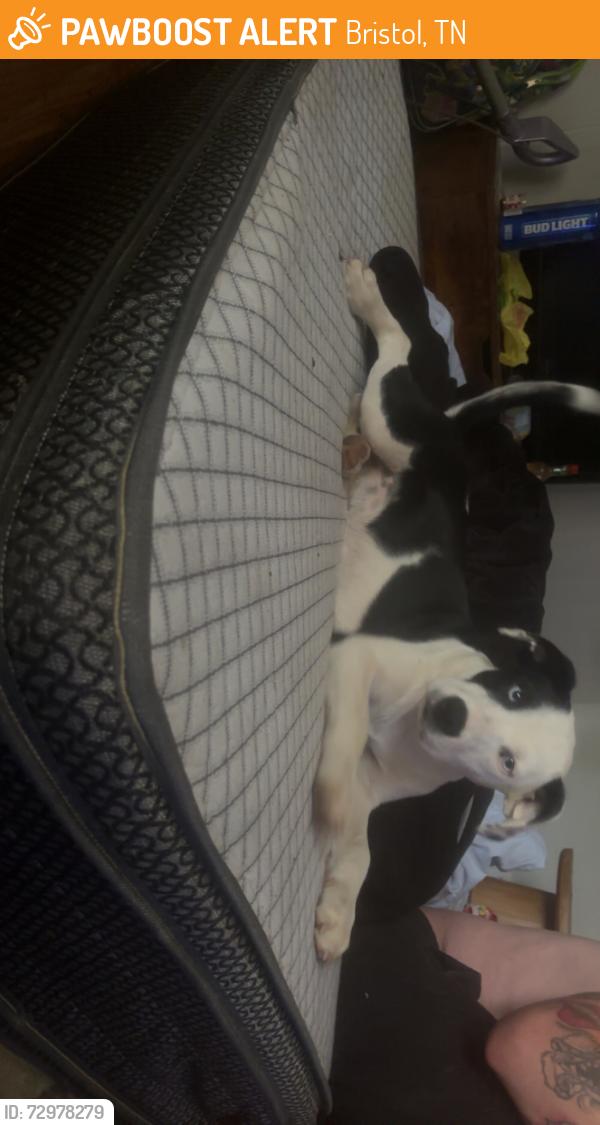 Found/Stray Female Dog last seen Bethel drive, carden hollow, Bristol, TN 37620