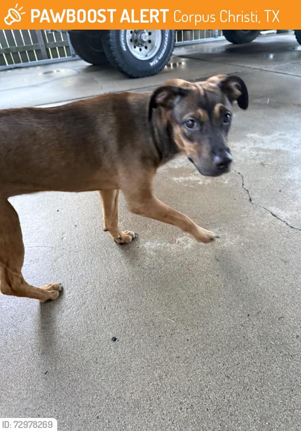 Found/Stray Female Dog last seen Flour Bluff Football Stadium, Corpus Christi, TX 78418