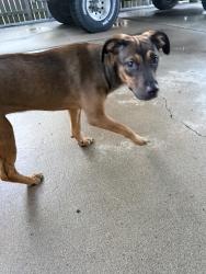 Found/Stray Female Dog last seen Flour Bluff Football Stadium, Corpus Christi, TX 78418
