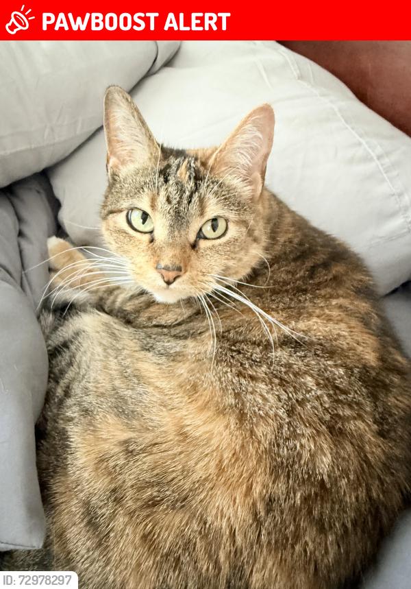 Lost Female Cat last seen North Brunswick first aid and rescue squad, North Brunswick Township, NJ 08902