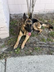 Found/Stray Unknown Dog last seen Buenaventura Blvd and Oakwood Drive, Kissimmee, FL 34743