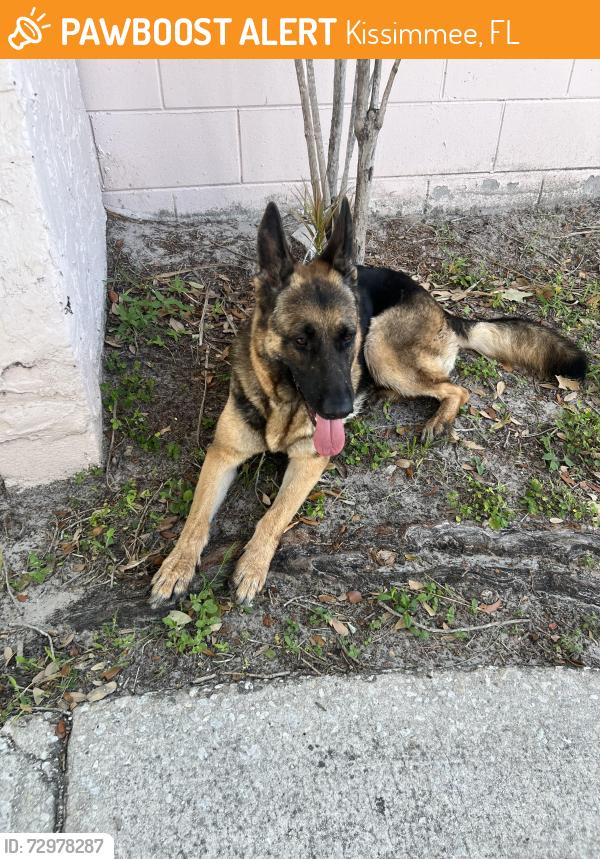 Found/Stray Unknown Dog last seen Buenaventura Blvd and Oakwood Drive, Kissimmee, FL 34743
