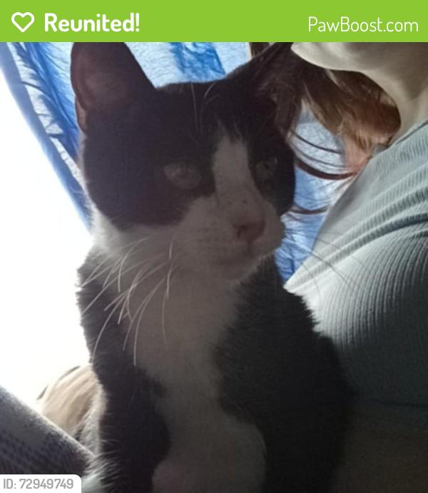 Reunited Female Cat last seen Maclaren blvd saint john new bruinswick, Saint John, NB E2K 3G4