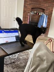 Lost Male Cat last seen Near the CVS on N College Ave, Fayetteville, AR 72703