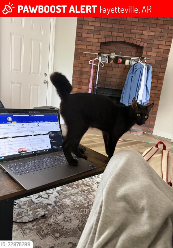 Lost Male Cat last seen Near the CVS on N College Ave, Fayetteville, AR 72703