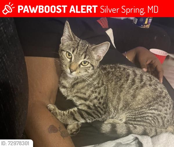 Lost Female Cat last seen Collingwood Terrace and Lemon Tree Lane, Silver Spring, MD 20904