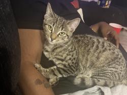 Lost Female Cat last seen Collingwood Terrace and Lemon Tree Lane, Silver Spring, MD 20904