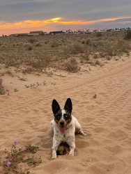 Lost Female Dog last seen Near West Laurel, Salinas, CA 93906