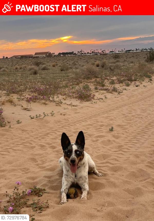 Lost Female Dog last seen Near West Laurel, Salinas, CA 93906