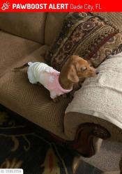 Lost Female Dog last seen Highway 301, Dade City, FL 33525