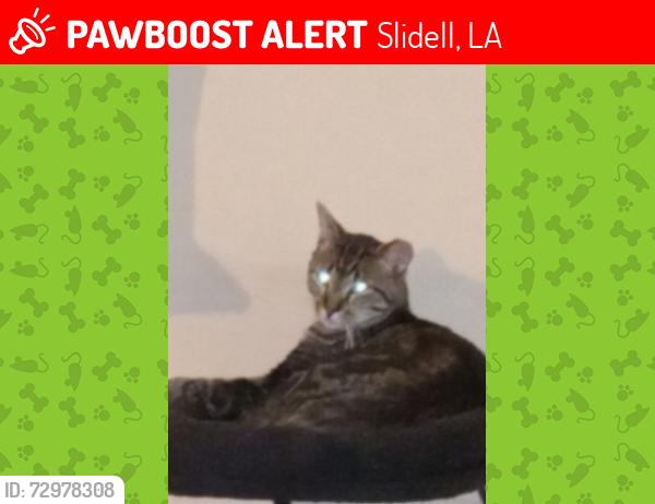 Lost Male Cat last seen Oak Harbor Blvd  & Harbor Center, Slidell, LA 70461