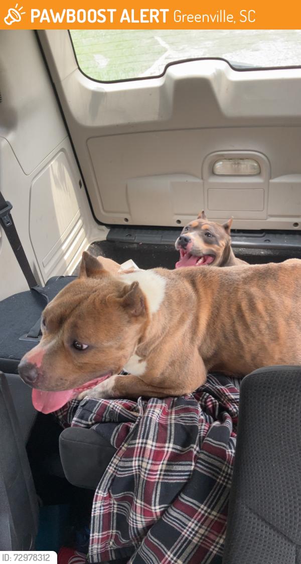 Found/Stray Female Dog last seen Near agusta rd Piedmont South Carolina , Greenville, SC 29601