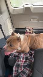 Found/Stray Female Dog last seen Near agusta rd Piedmont South Carolina , Greenville, SC 29601