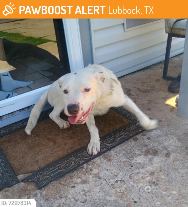 Found/Stray Male Dog last seen Rogers Park , Lubbock, TX 79415