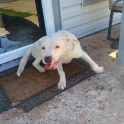 Found/Stray Male Dog last seen Rogers Park , Lubbock, TX 79415