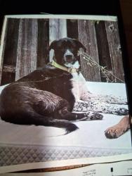 Reunited Male Dog last seen 10th St and Oxford St, Indianapolis, IN 46201
