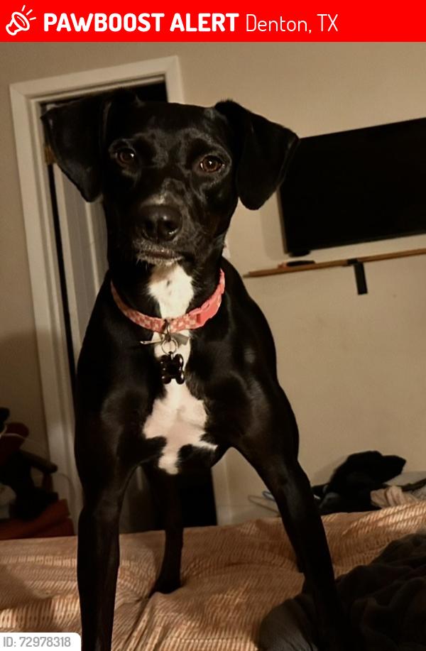 Lost Female Dog last seen Glenwood and Kyewood, Denton, TX 76209