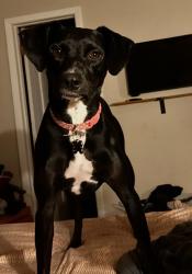 Lost Female Dog last seen Glenwood and Kyewood, Denton, TX 76209