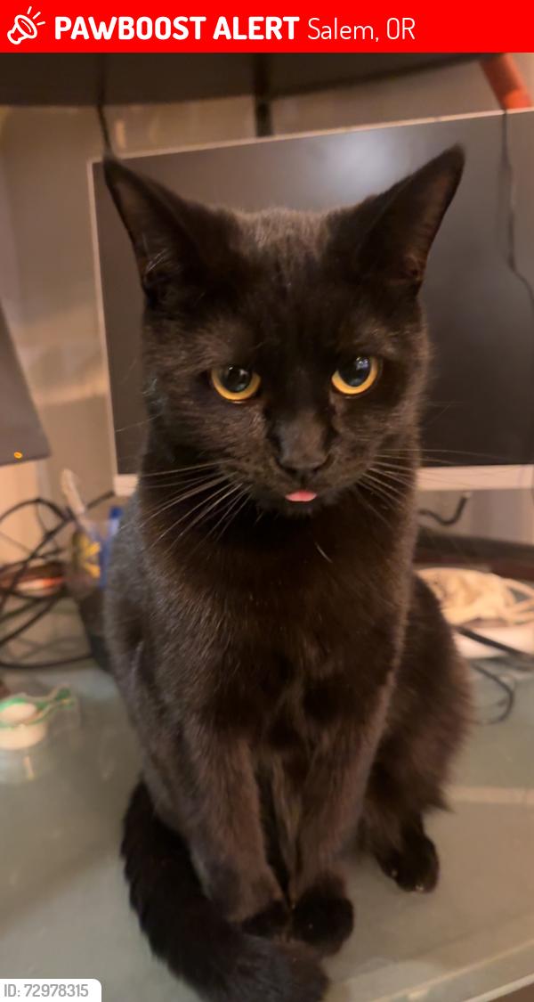 Lost Female Cat last seen spotted near highland down the alley, Salem, OR 97301