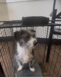 Found/Stray Male Dog last seen Green tree drive and bowling green, Sacramento, CA 95823