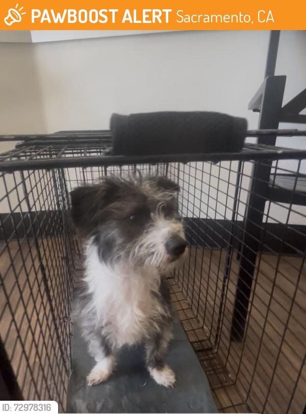 Found/Stray Male Dog last seen Green tree drive and bowling green, Sacramento, CA 95823