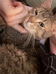 Found/Stray Male Cat last seen Merritt Island Amphitheater, Merritt Island, FL 32952