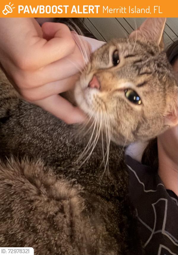 Found/Stray Male Cat last seen Merritt Island Amphitheater, Merritt Island, FL 32952