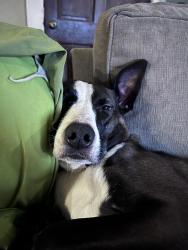 Lost Female Dog last seen Walker and Rembert, Memphis, TN 38104