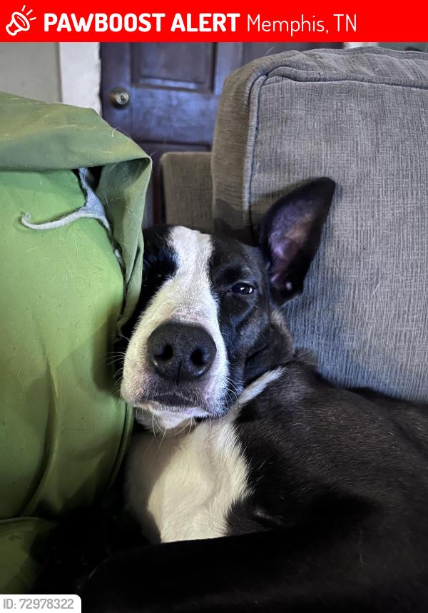Lost Female Dog last seen Walker and Rembert, Memphis, TN 38104