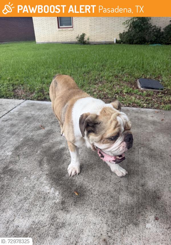 Found/Stray Male Dog last seen Queens park, Pasadena, TX 77506