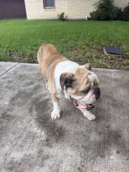 Found/Stray Male Dog last seen Queens park, Pasadena, TX 77506