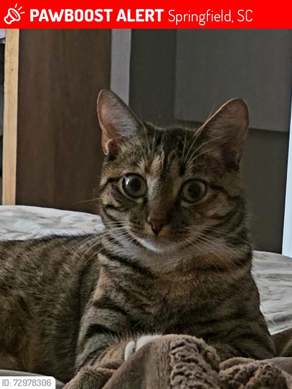Lost Female Cat last seen Stockyard, Springfield, SC 29107