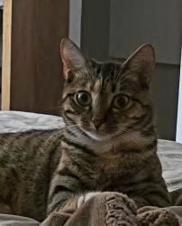 Lost Female Cat last seen Stockyard, Springfield, SC 29107